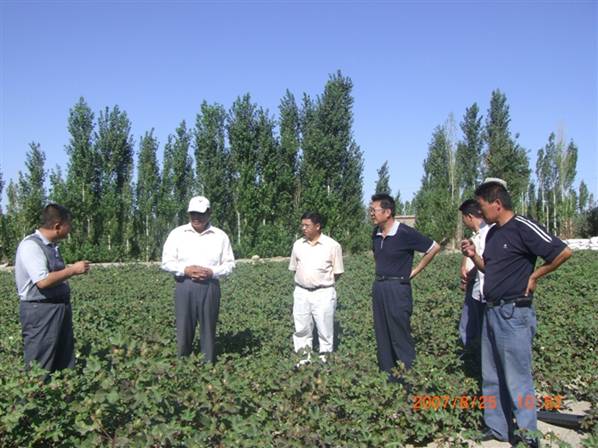 07年8月到农十师试验地.jpg